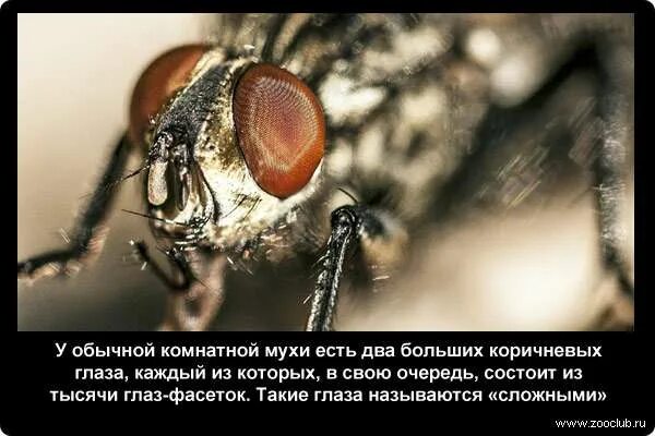 В коране про муху. Сколько кадров в секунду у мухи. Зрение мухи кадров в секунду. Фасеточные глаза мухи. Сколько кадров в секунду у мухи.