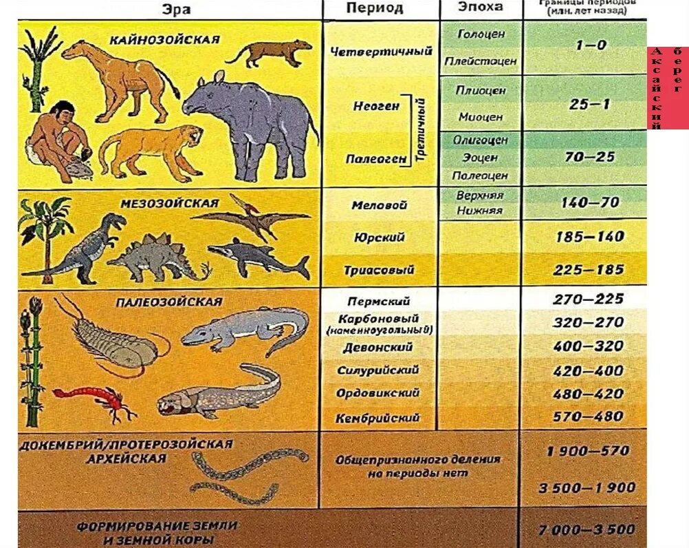 Геохронологическая шкала эры периоды эпохи и их. Шкала геологического времени таблица. Палеонтологическая таблица периодов. Геохронология развития жизни на земле. Установите последовательность появления групп животных на земле