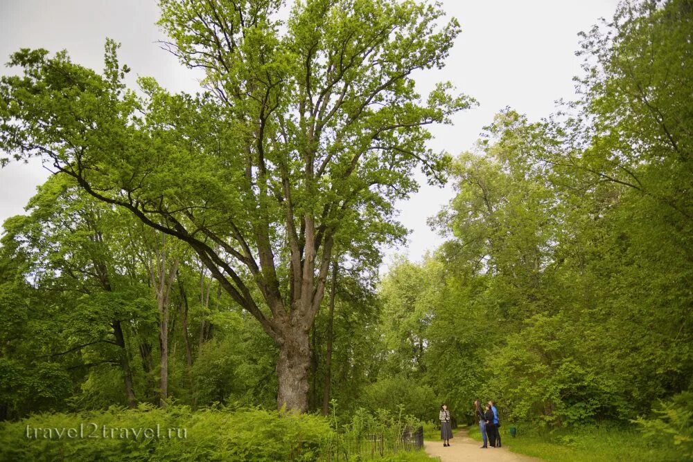 Дубовая роща городовиковск. Дуб черешчатый таганрог. Тургеневский дуб в спасском-лутовиново. Дуб тургенева в спасское лутовиново. Спасское-лутовиново усадьба тургенева парк.