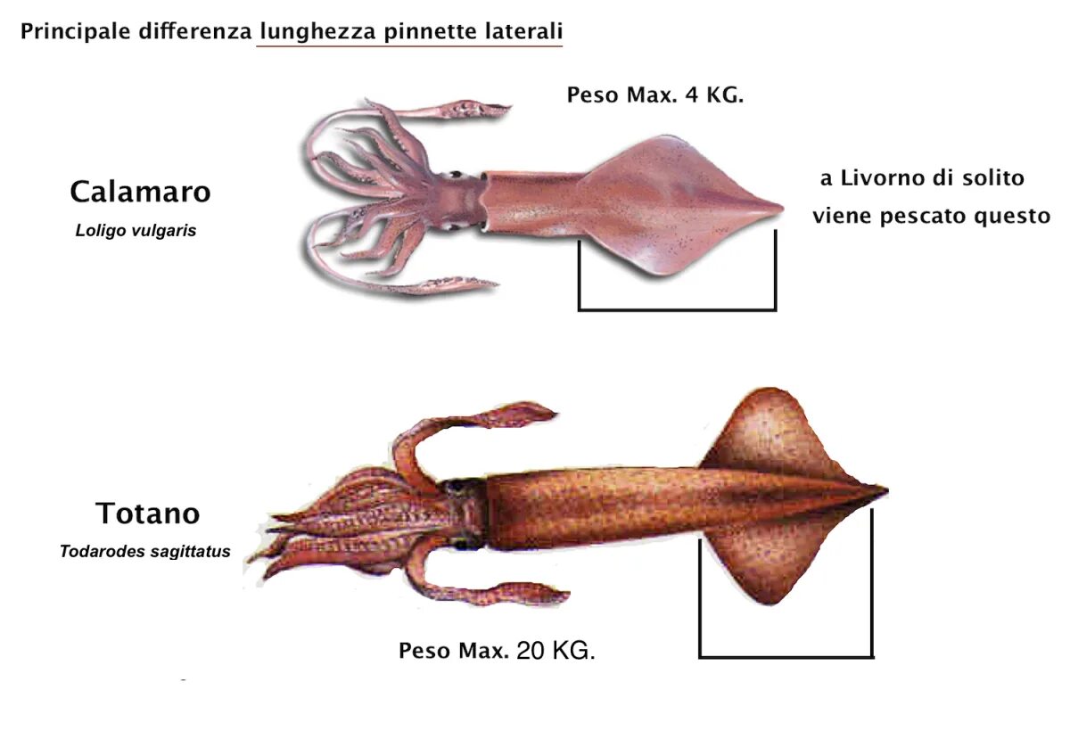 Разновидности кальмаров. Строение кальмара. Анатомия кальмара. Игра в кальмара карточка. Игры в игре в кальмара названия