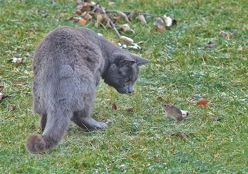 Зверь которого кот поймал в заповедном лесу. Кошка охотится на мышь. Кот ловит мышь. Британец поймал мышь. Британец ловит мышь.