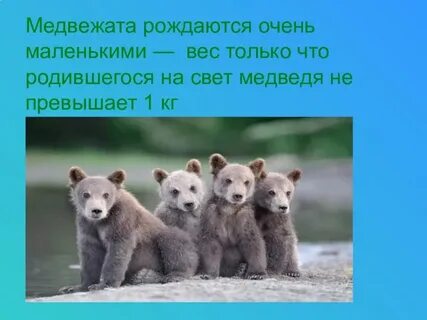 Сколько медвежонок
