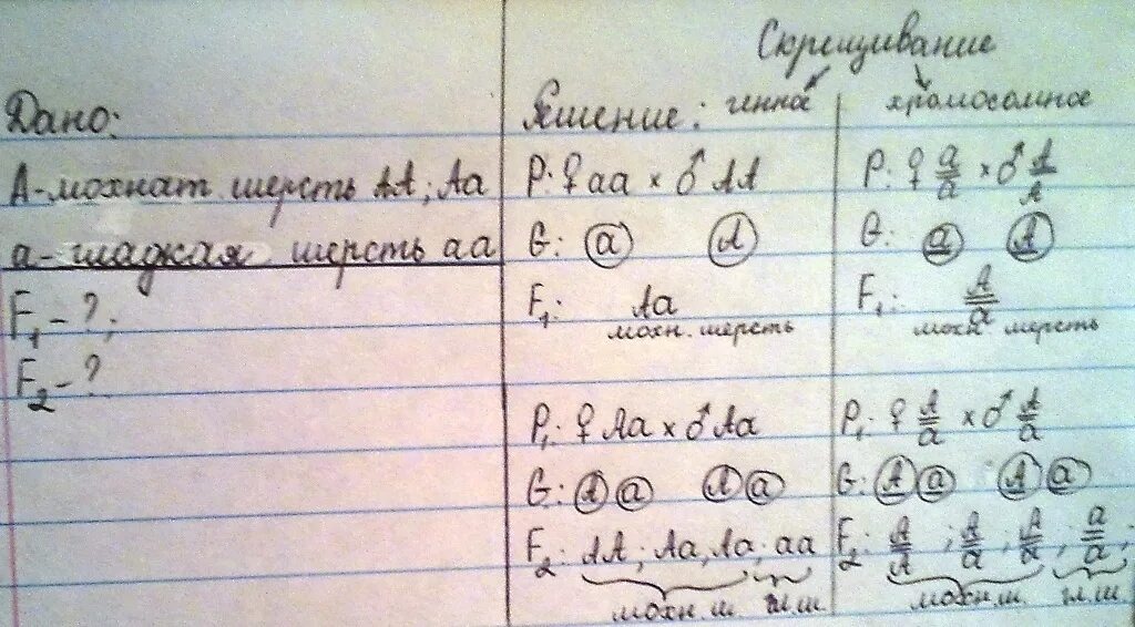 У кроликов серая окраска шерсти доминирует. Белый кролик АА скрещивается с черным. Задачи по биологии f1 и f2. При скрещивании белых кроликов с мохнатой.