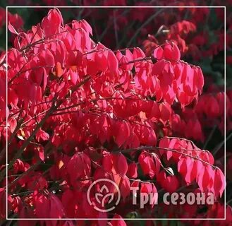 Бересклет компакт