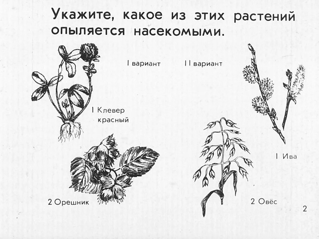 Орешник способ опыления. Способы опыления растений ботаника. Способ опыления примеры. Опыление растений схема. К какому классу относится растение схема