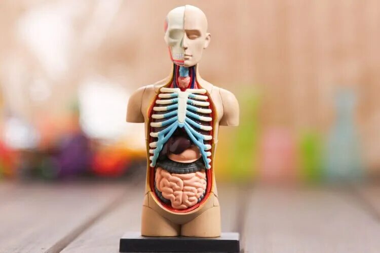 Модель органов человека. Анатомическая модель. Анатомическая модель человека. Модель человеческого тела.