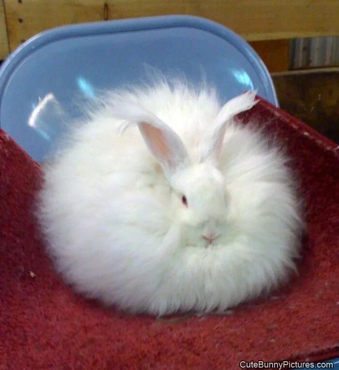 толстенький кролик. всю ночь мне снились зайцы белые пушистые. зима лесная полянка покрыта белым пушистым снегом. кролик эстетика. кролики милые пушистые белые.