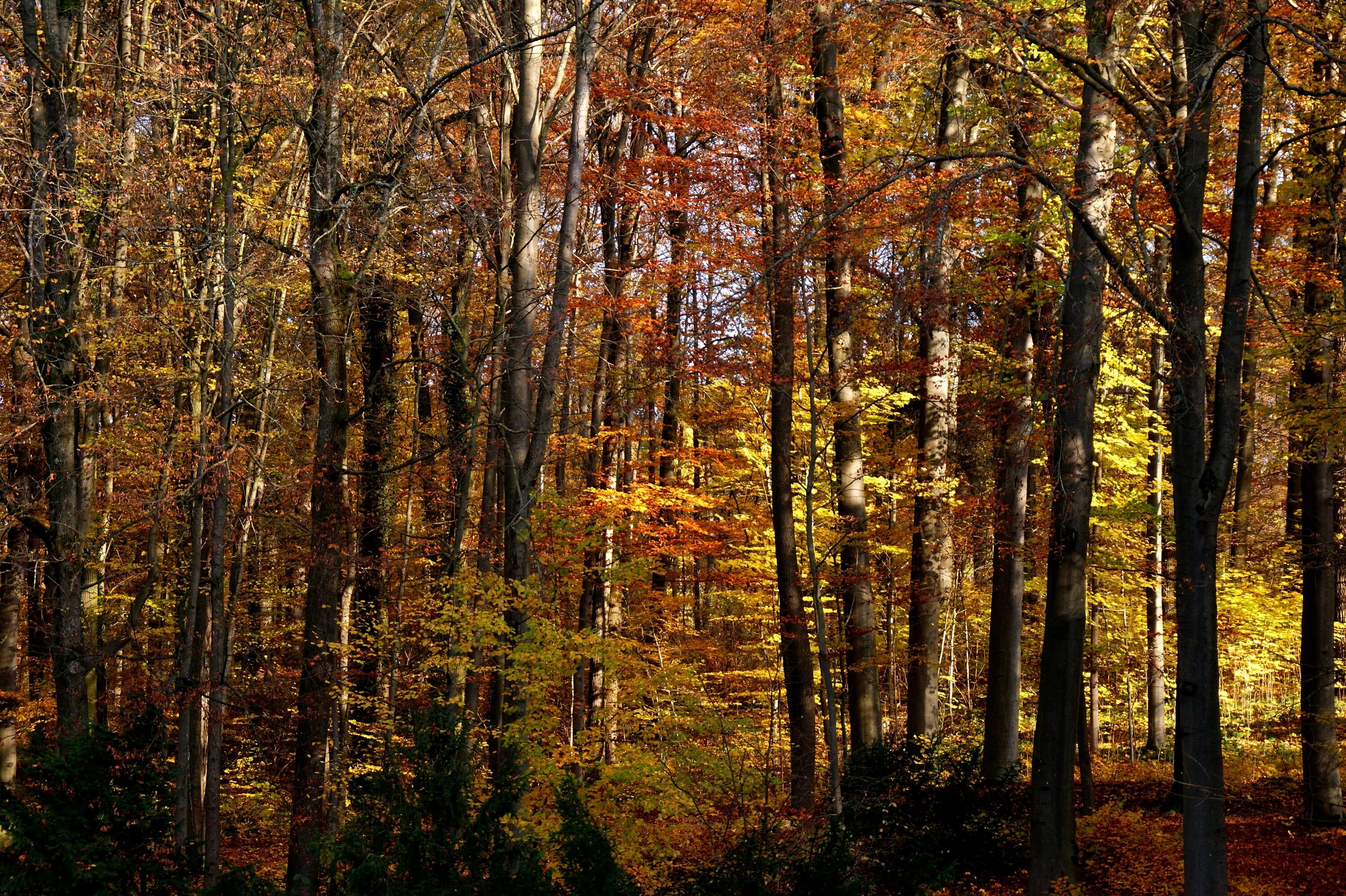 Осенний лес. Смешанные леса. Осенний смешанный лес. Осенний Лиственный лес.
