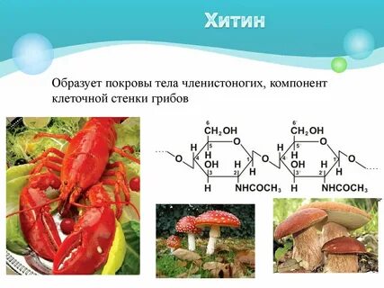 В клеточных стенках содержится хитин царство