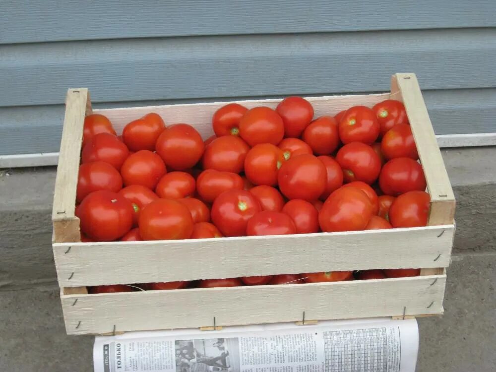 Помидоры в ящике. Деревянные ящики помидоры. Деревянный ящик для томатов. Ящики для перевозки томатов.