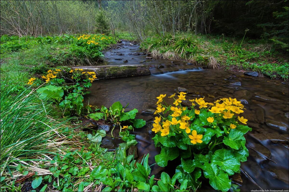 Калина у реки. Красивый ручей. Расти у ручья. Родник ручей река. Красивый ручей.