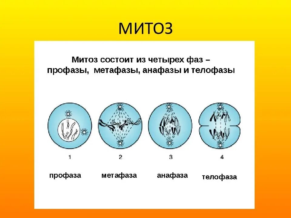 Процессы протекающие в митозе