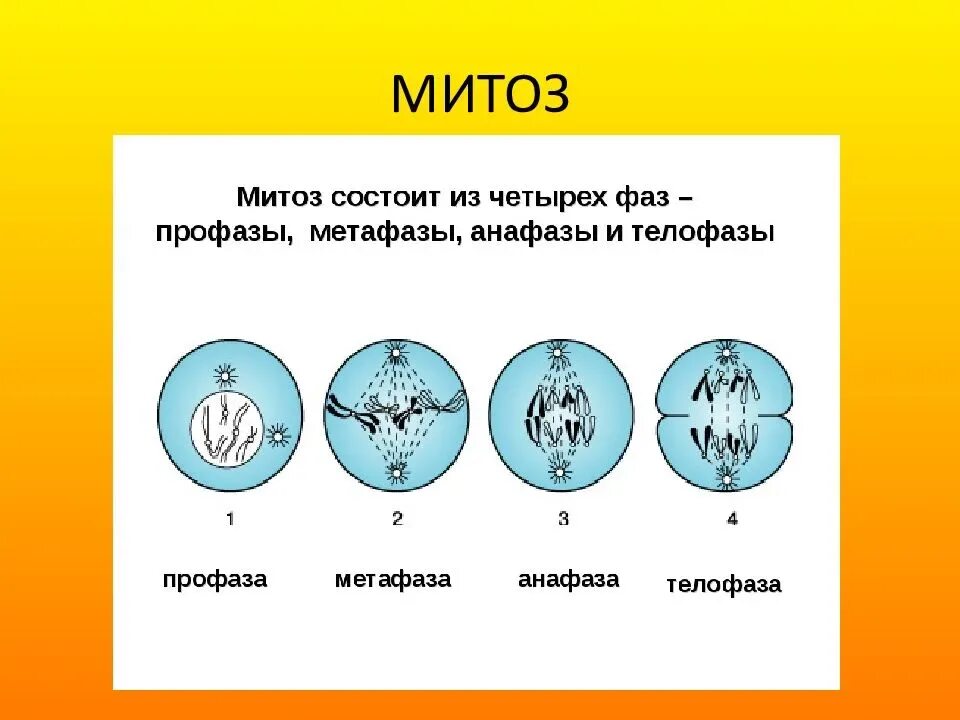 Набор хромосом и днк клетки 2n2c. Процесс деления клетки митозом. Строение клетки фазы митоза. Цикл развития митоз. Типы деления клеток митоз.