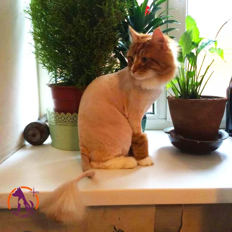 стриженный кот. сибирский кот стрижка подо льва. стрижка котов. подстричь кошку на дому. стрижка кота.