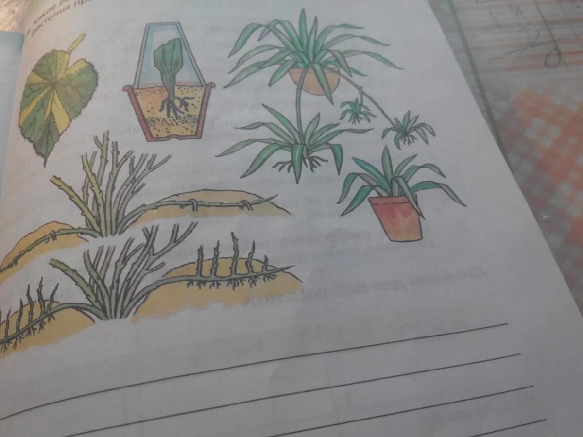 Какие рисунки изображены на рисунке 128. Какое размножение изображено на рисунках. Какое явление из жизни растений изображено на рисунке?. На рисунке изображено размножение. Какое размножение изображено на рисунках какие части растения.