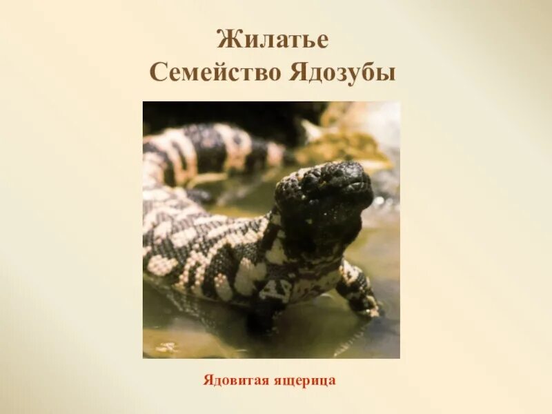 Ядозуб жилатье. Ядозуб ящерица. Презентация ядозуб. Ядозуб интересные факты.