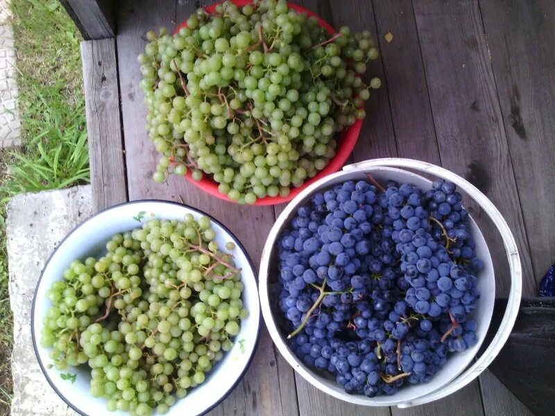 Сколько черного винограда в ведре фото. Сколько винограда в ведре. Bucket for grapes. Ведро винограда. Сколько винограда в ведре.