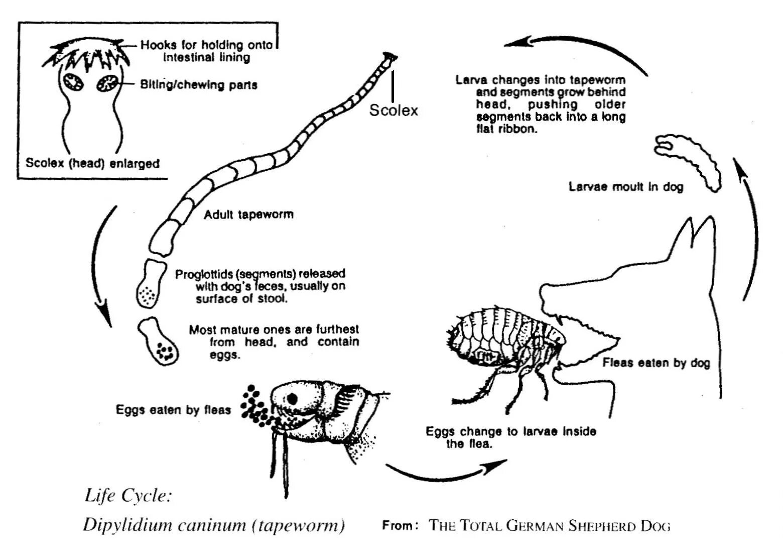 Dipylidium caninum. Жизненный цикл цепня собачьего Dipylidium caninum. Карликовый цепень жизненный цикл. Цикл развития тыквовидного цепня схема. Огуречный цепень цикл развития.