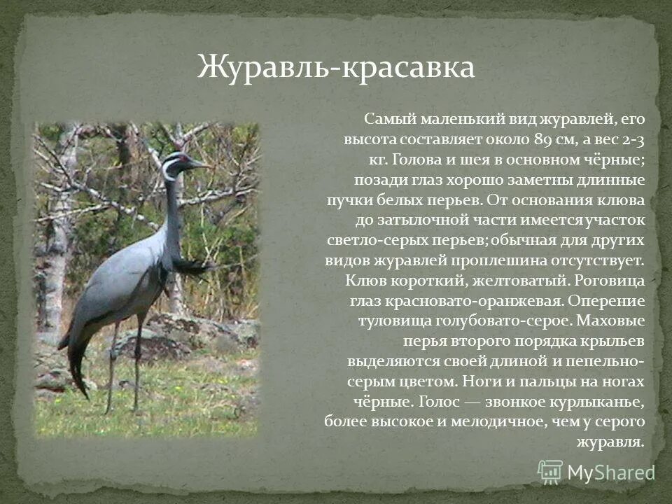 журавли текст. перелетные птицы журав.