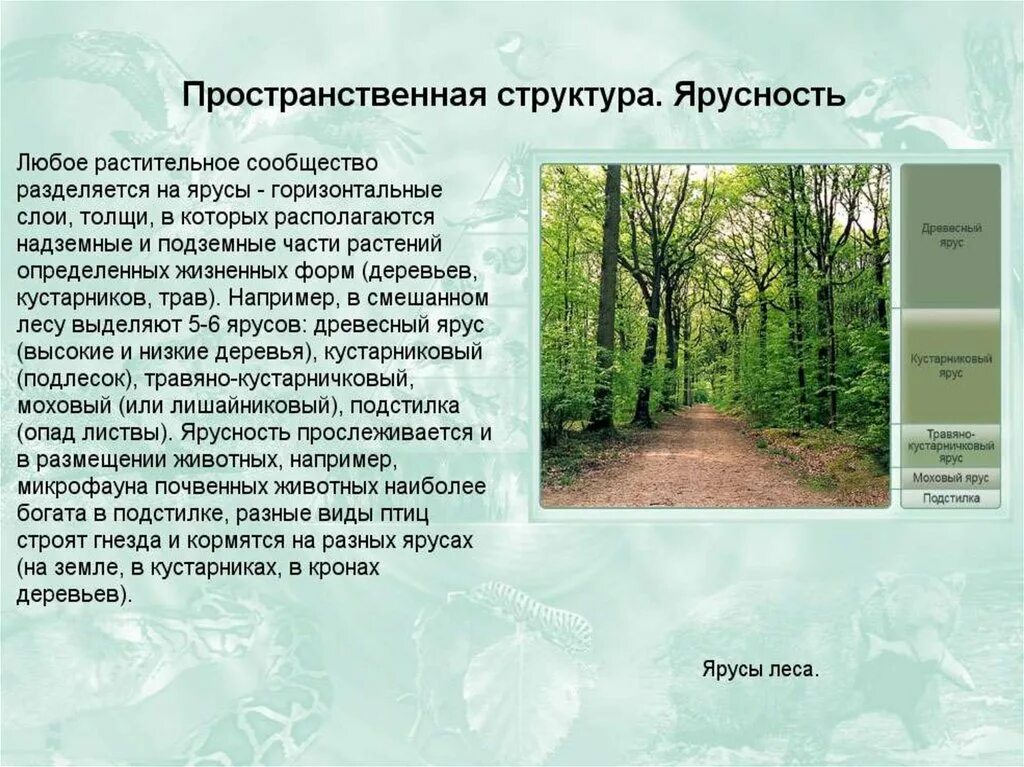 Организация экосистем презентация 9 класс. Структура экосистемы. Пространственная структура. Пространственная структура сообщества. Видовая и пространственная структура экосистем.