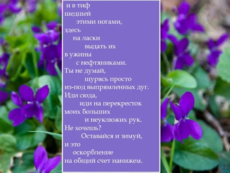 Иди на перекресток моих больших и неуклюжих. Стихотворение маяковского письмо татьяне яковлевой. Иди сюда иди на перекресток моих больших. Маяковский на перекресток моих. Иди на перекресток моих больших и неуклюжих.