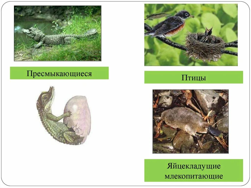 Яйцекладущие млекопитающие птицы пресмыкающиеся. Онтогенез пресмыкающиеся. Яйцекладущие рептилии. Типы онтогенеза млекопитающих птицы рептилии и.