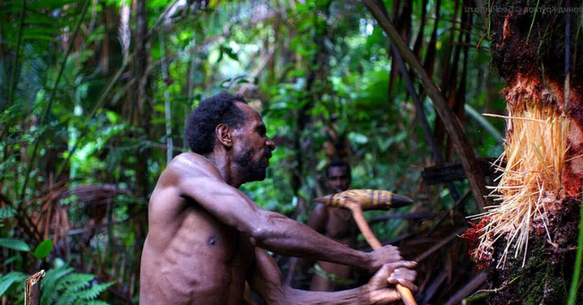 Племя обитало. Пигмеи конго. Племя обитало. Племя короваи. Племя ваорани амазонка.