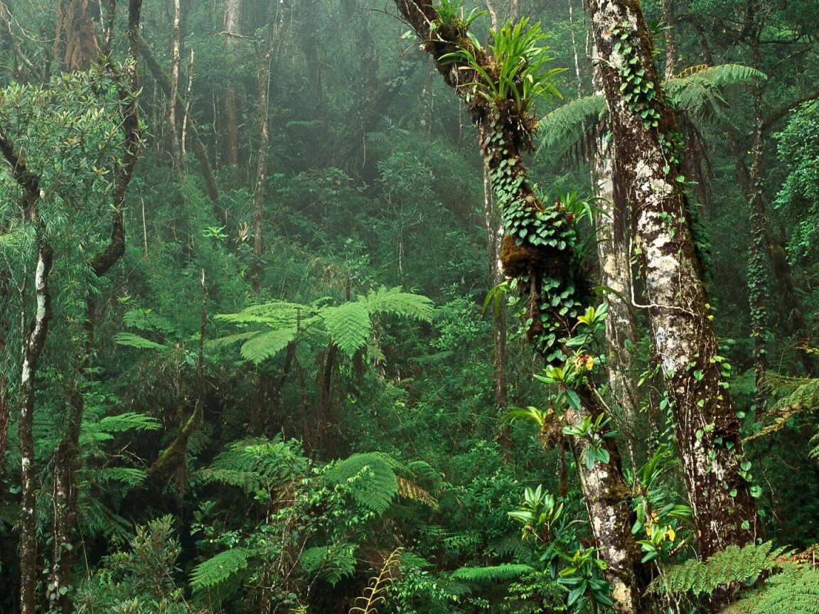 Природная зона тропические леса. Муссонные леса Индии. Чунцин тропические джунгли. Муссонные леса Южной Америки. Тропические дождевые леса Амазонии.