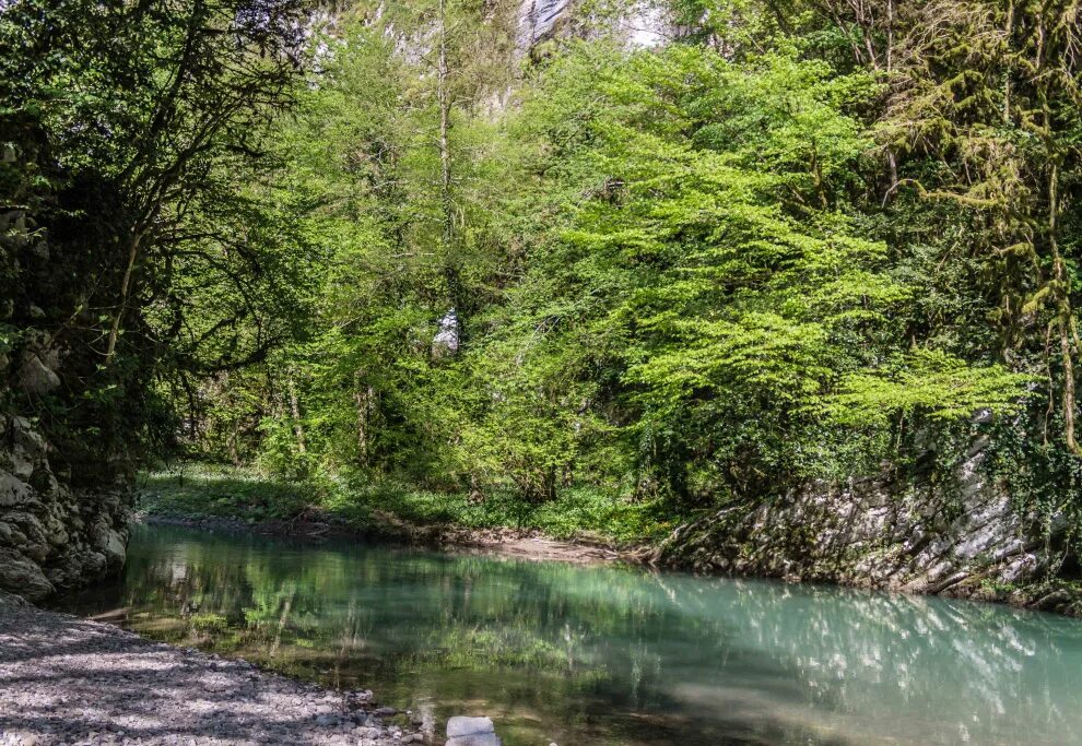 Тисо-самшитовые леса сочи. Тисо-самшитовая роща. Самшитовая роща хоста. Тисо самшитовая роща сочи. Тисо-самшитовая роща в хосте сочи.