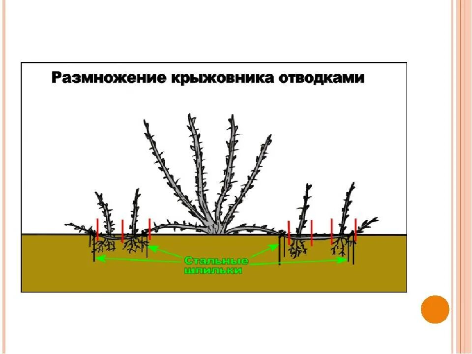 Как размножить смородину от куста. Размножение крыжовника отводками. Размножение отводками смородины схема. Размножение крыжовника отводками весной. Размножение смородины отводками.