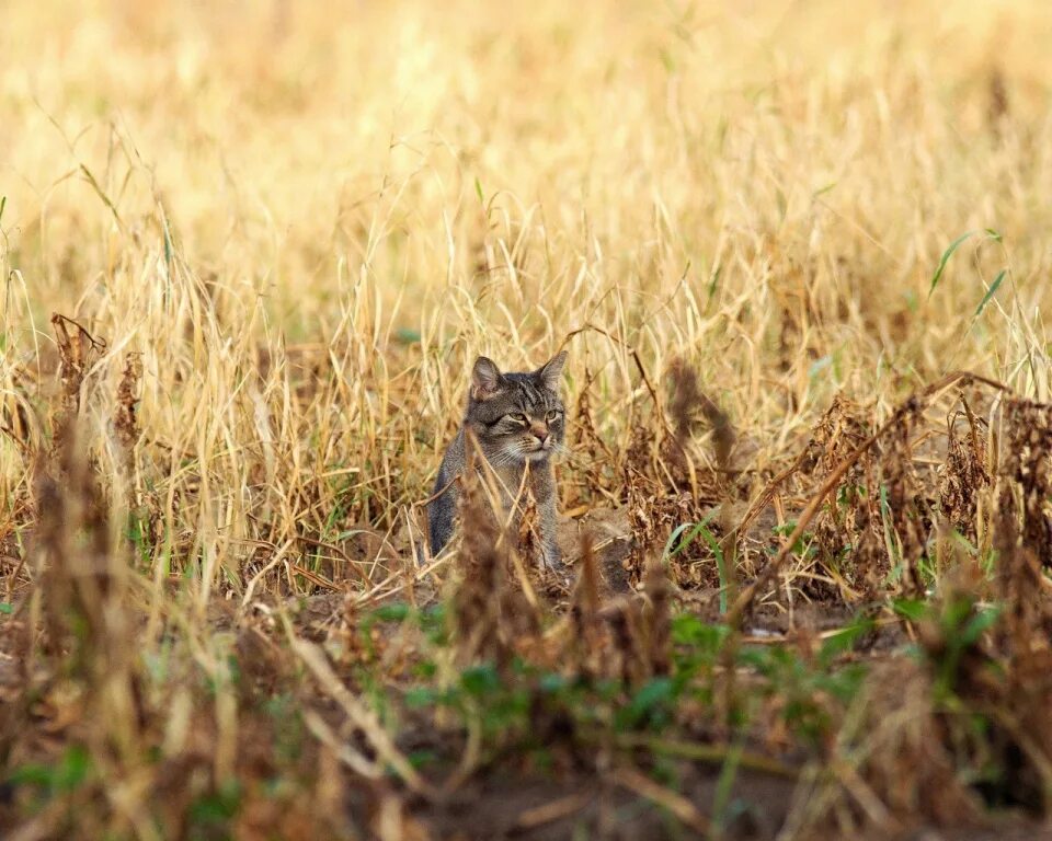 котики на природе летом. саванна (порода кошек). кошка в поле. пшеница для кошек. деревенские коты.