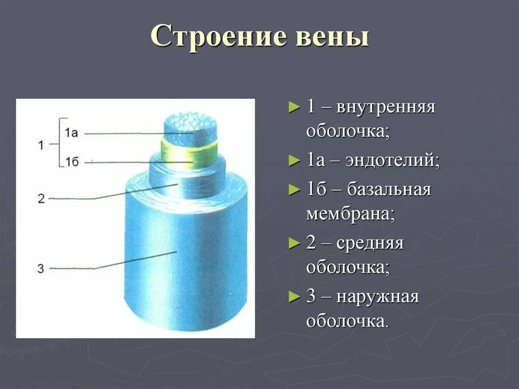 Строение вены рисунок. Строение вены. Вена строение. Внутреннее строение вен.