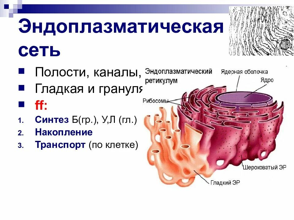 Эндоплазматическая сеть строение и функции. Эндоплазматическая сеть ретикулум. Строение эндоплазматической мембраны. Гладкая эндоплазматическая сеть. Шероховатая ЭПС строение.