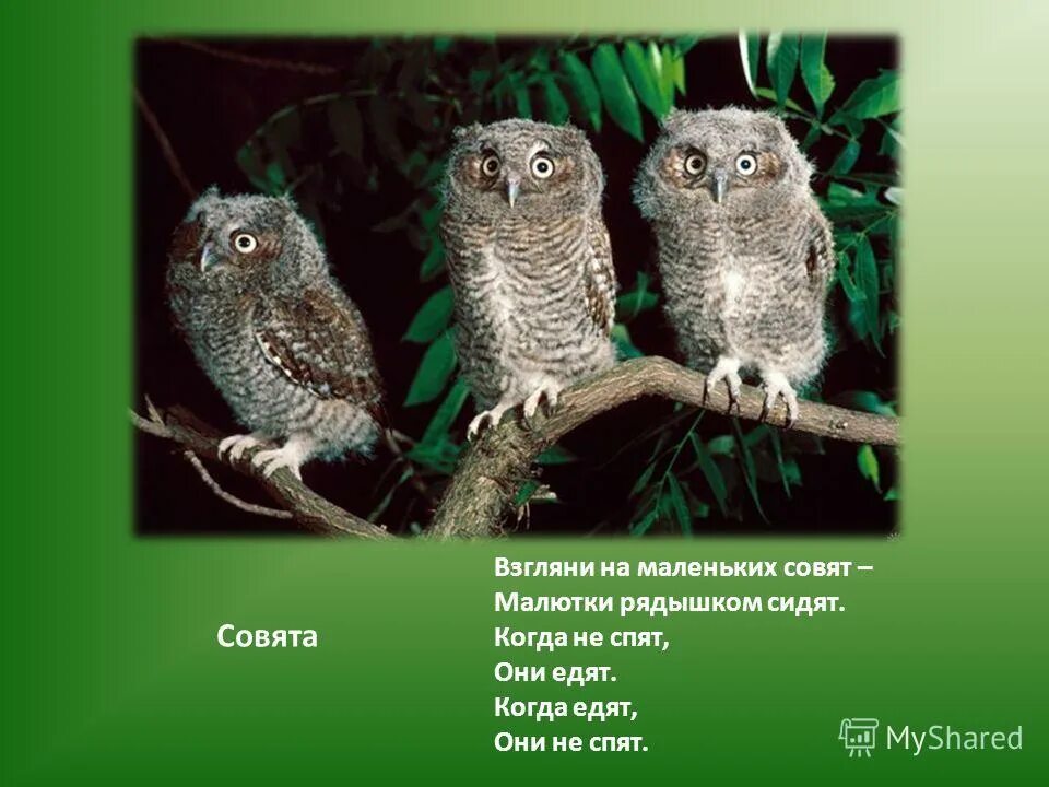 чарушин детки в клетке иллюстрации. совят когда не спят они маленьких они едят. взгляни на маленьких совят совята. сова неясыть птенцы. совята стихи маршак.