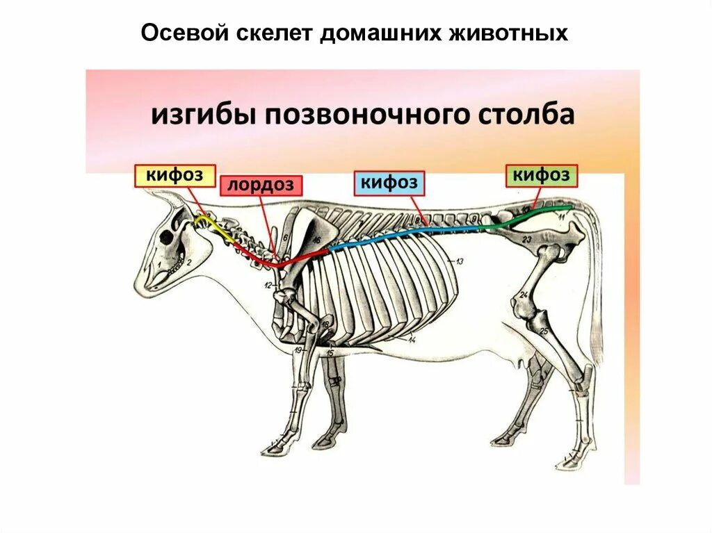 Осевой скелет коровы анатомия. Осевой скелет лошади анатомия. Строение осевого скелета млекопитающих. Скелет КРС схема. К внутреннему скелету относятся