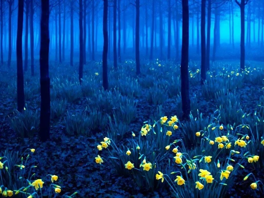 Цветная ночь. Шварцвальд черный лес загадочный лес. Сказочная природа. Весенний ночной лес. Таинственная природа.