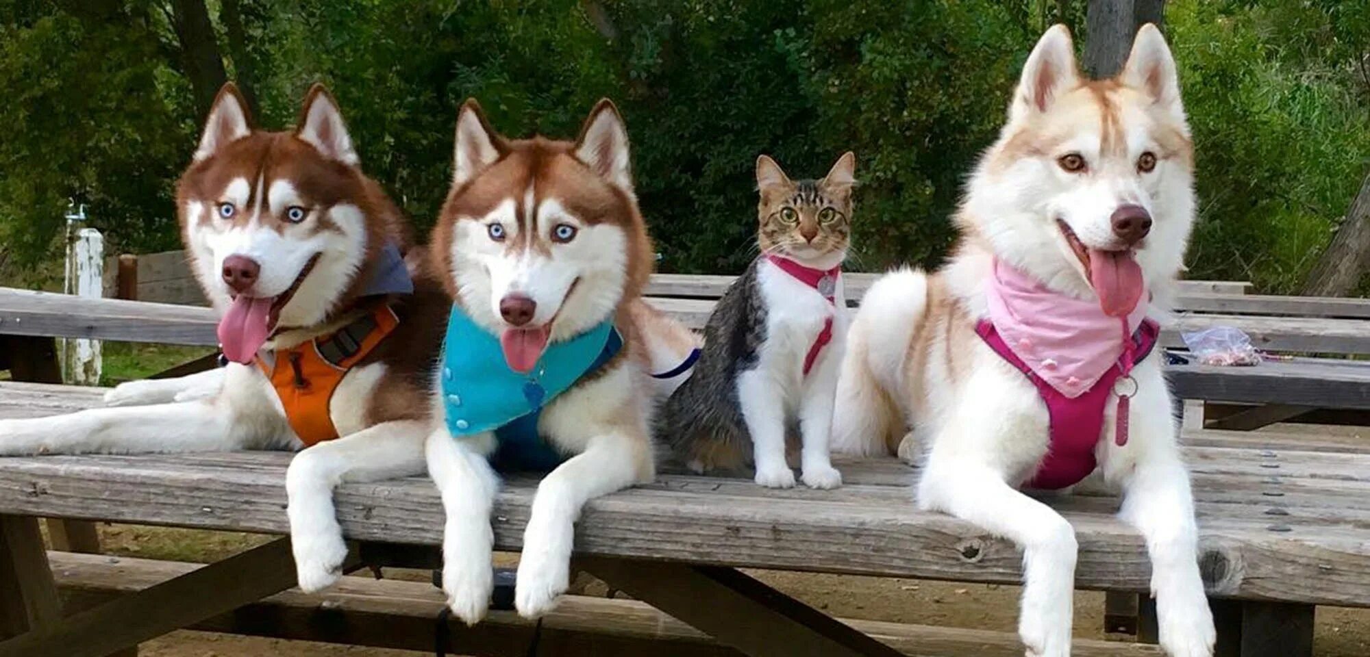 Сибирский хаски +кошка. Хаски и кот. Рози и хаски. Три собаки хаски.