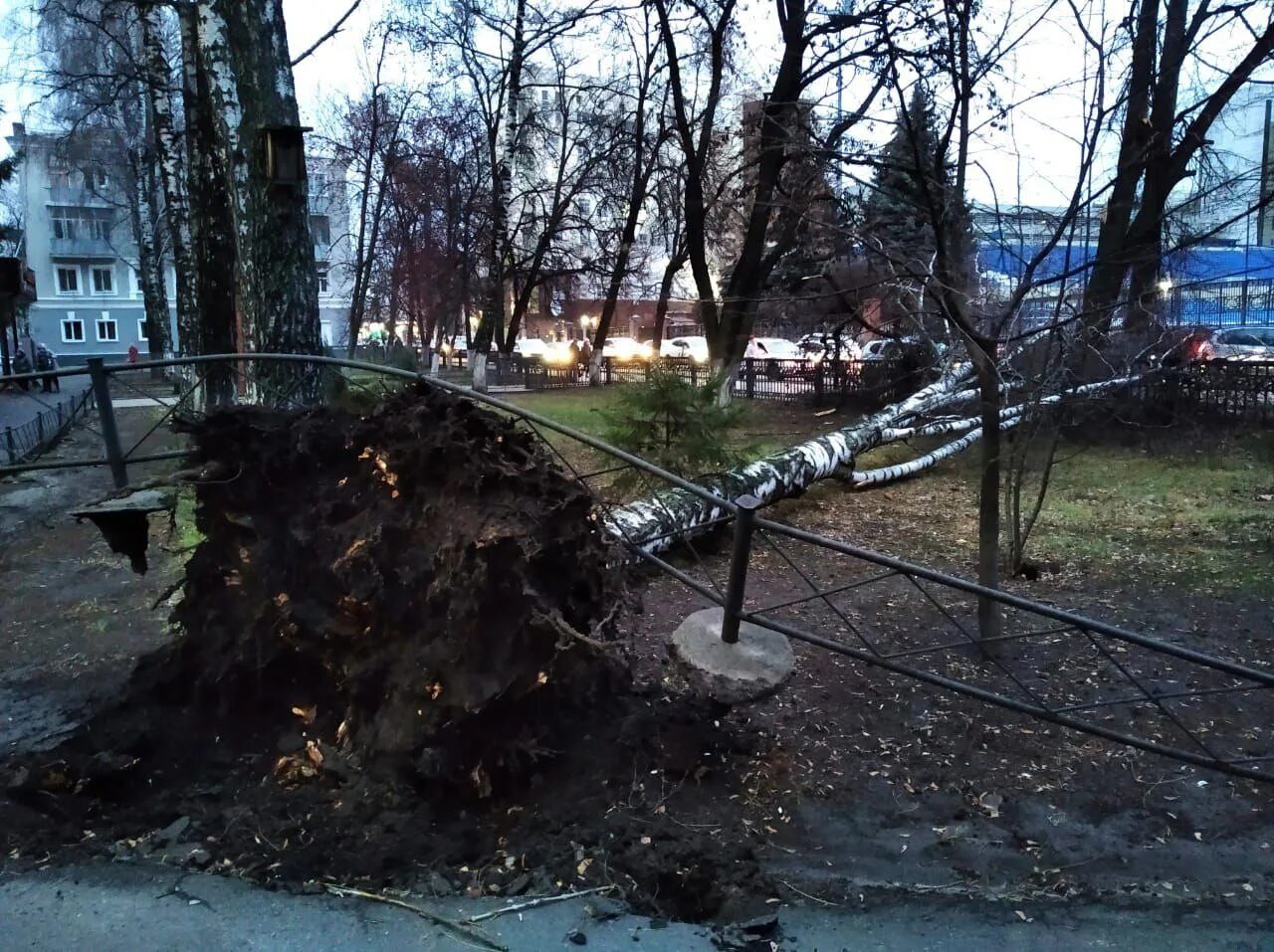 Упавшая береза. Береза упала. Дерево упало Курск филармония. В Курске на Радищева упало дерево. Упала на березку