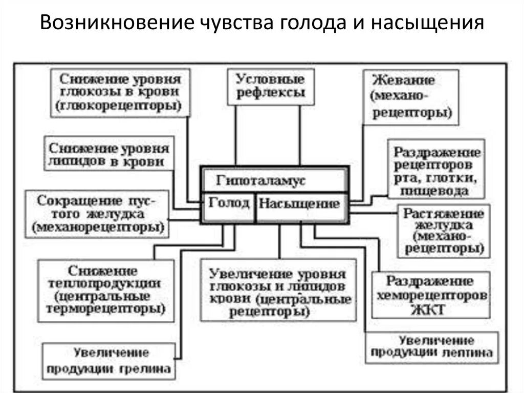 Регуляция чувства голода и насыщения. Механизмы регуляции пищевого поведения. Функциональная система регуляции голода и насыщения. Функциональная система регуляции пищевого поведения. Регуляция голода и насыщения отдел мозга