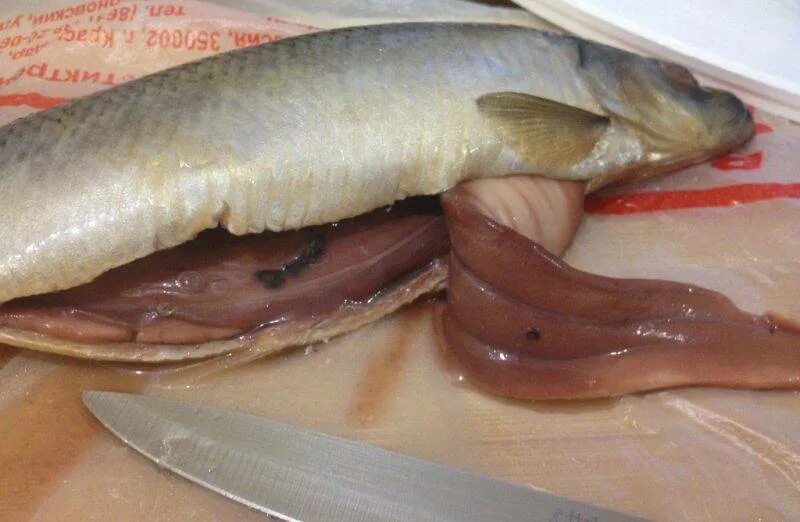 Солитер в леще