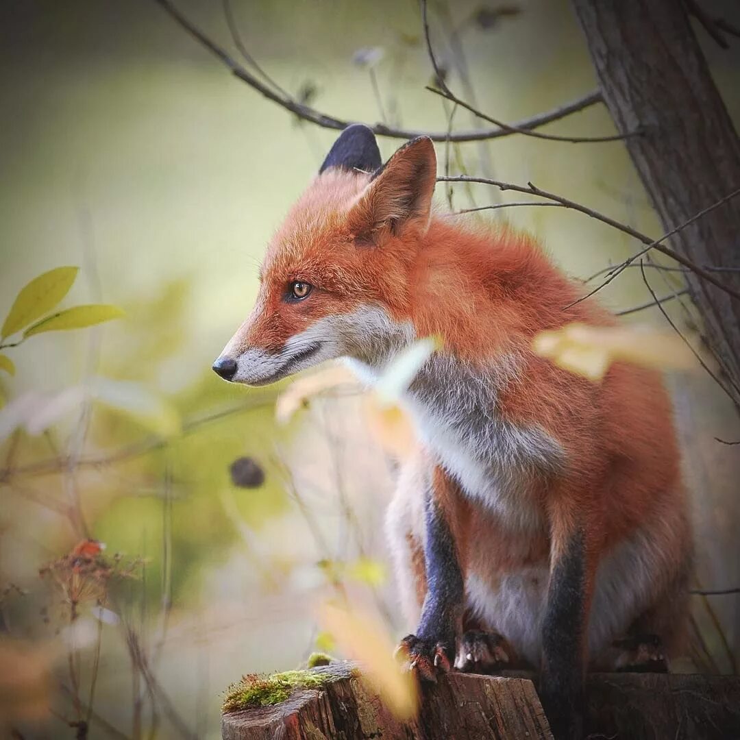 Рыжая fox. Лиса. Японские лисы. Рыжие корейские лисы. Лисы в Японии.