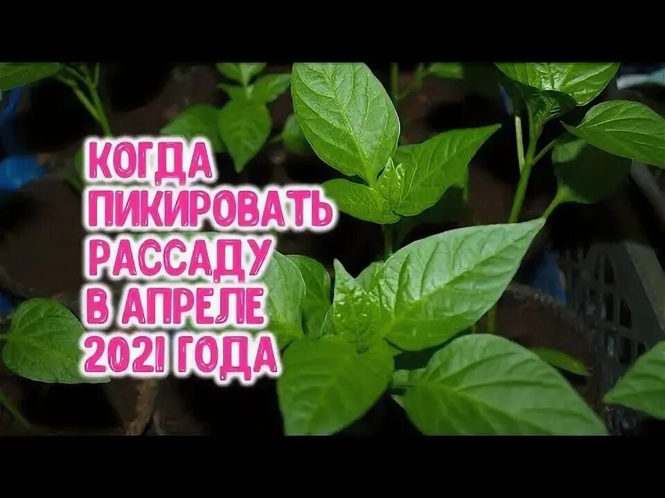 Когда пересаживать перец в апреле 2024