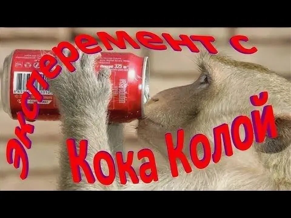 Кола каждый день. Кока кола каждый день. Koala Кока кола. Что будет если пить много колы. Что будет если каждый день пить колу