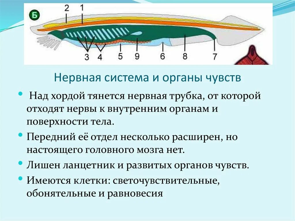 Органы чувств ланцетника. Функции нервной системы ланцетника. Нервная система ланцетника. Трубчатая нервная система ланцетника. Тип нервной системы у ланцетника.