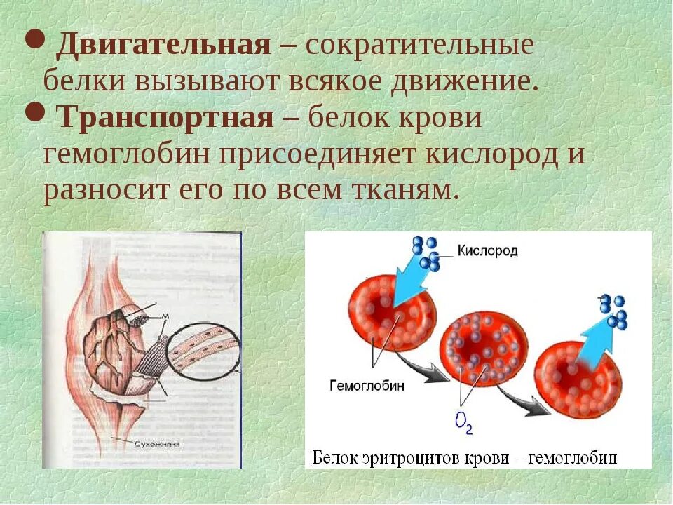 Белки двигательная функция. Сократительные белки. Сократительная двигательная функция белков. Сократительная функция белка.