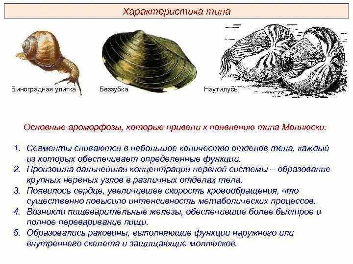 Моллюски различия. Моллюски общая характеристика ароморфозы. Ароморфозы моллюсков ЕГЭ. Биология ЕГЭ общая характеристика моллюсков. Строение раковины моллюсков ЕГЭ.