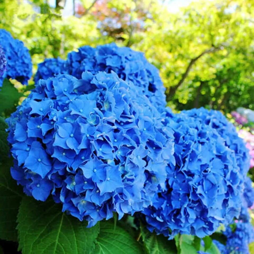 15 Best Shade Perennials - Shade-Loving Perennial Flowers and Plants Shade peren