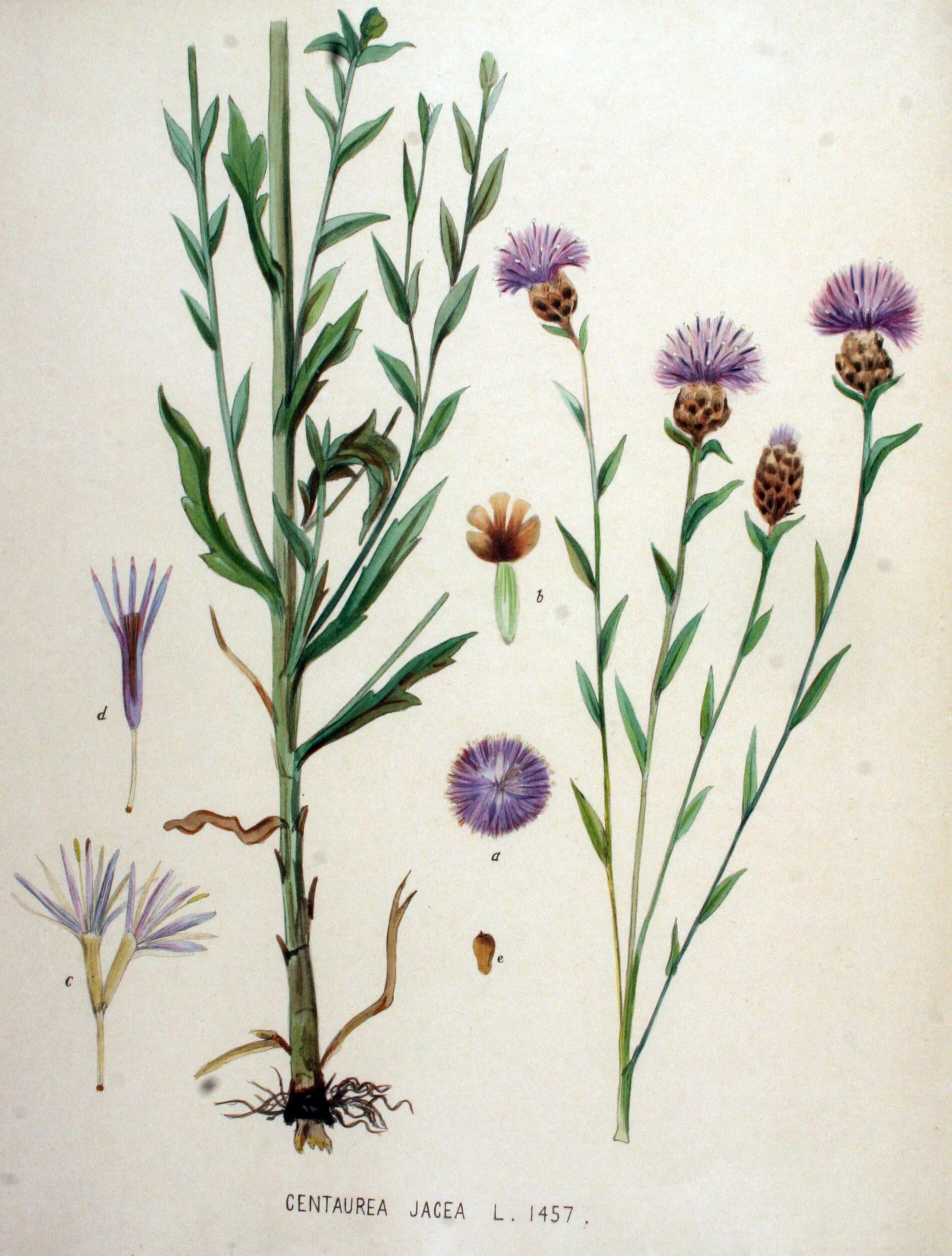 Василёк Луговой Centaurea jacea. Василек Луговой гербарий. Centauréajácea – Василёк Луговой. Бодяк Василек Луговой.