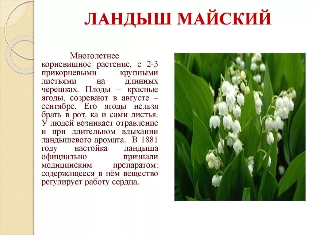 Какое нибудь растение из красной книги. Растения красной книги ландыш майский. растения воронежской области занесенные в красную книгу. подцарство ландыша майского. паспорт растения ландыш майский.