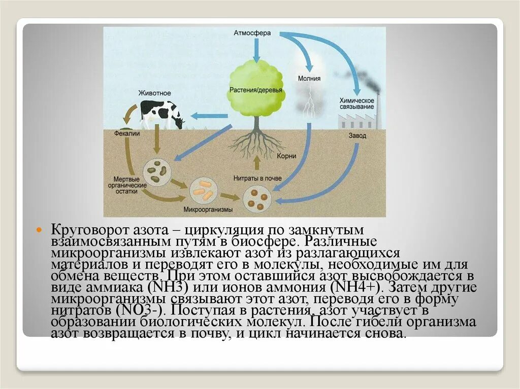 Установите последовательность круговорота азота в биосфере